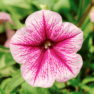 Pink veined petunia flowering plant